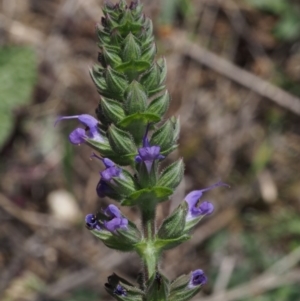 Salvia verbenaca var. verbenaca at Cotter River, ACT - 9 Oct 2015