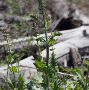 Salvia verbenaca var. verbenaca at Cotter River, ACT - 9 Oct 2015