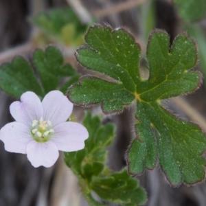 Geranium solanderi var. solanderi at Cotter River, ACT - 9 Oct 2015 12:10 PM