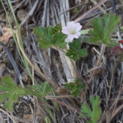 Geranium solanderi var. solanderi at Cotter River, ACT - 9 Oct 2015