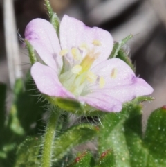 Geranium solanderi var. solanderi at Cotter River, ACT - 9 Oct 2015