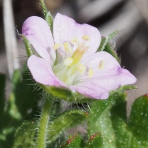 Geranium solanderi var. solanderi at Cotter River, ACT - 9 Oct 2015