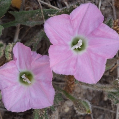 Convolvulus angustissimus subsp. angustissimus (Australian Bindweed) at Cotter River, ACT - 9 Oct 2015 by KenT