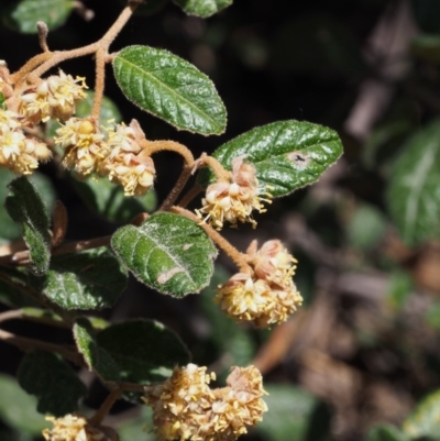 Pomaderris betulina subsp. betulina (Birch Pomaderris) at Cotter River, ACT - 9 Oct 2015 by KenT