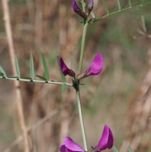 Vicia sativa subsp. nigra at Coree, ACT - 9 Oct 2015