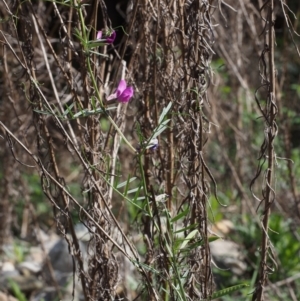 Vicia sativa subsp. nigra at Coree, ACT - 9 Oct 2015