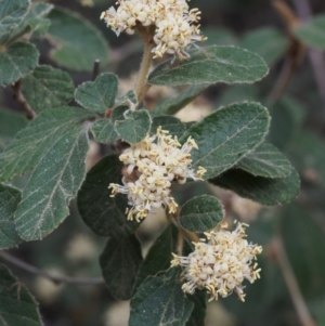 Pomaderris eriocephala at Coree, ACT - 9 Oct 2015