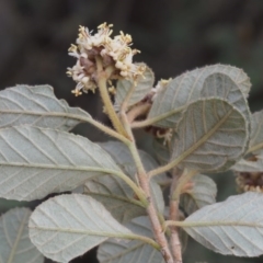 Pomaderris eriocephala at Coree, ACT - 9 Oct 2015