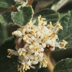 Pomaderris eriocephala at Coree, ACT - 9 Oct 2015