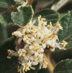 Pomaderris eriocephala at Coree, ACT - 9 Oct 2015 08:36 AM