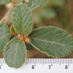 Pomaderris eriocephala at Coree, ACT - 9 Oct 2015