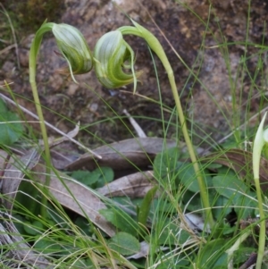 Pterostylis nutans at Cotter River, ACT - suppressed