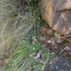 Pterostylis nutans at Cotter River, ACT - suppressed