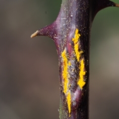 Kuehneola uredinis (A rust fungus) at Coree, ACT - 9 Oct 2015 by KenT