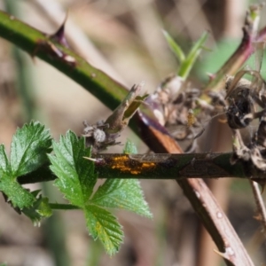 Kuehneola uredinis at Coree, ACT - 9 Oct 2015