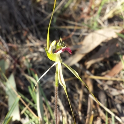 Caladenia atrovespa (Green-comb Spider Orchid) at Bruce, ACT - 13 Oct 2015 by MattM