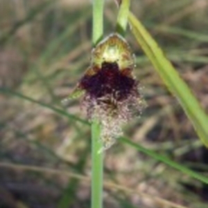 Calochilus platychilus at Canberra Central, ACT - suppressed