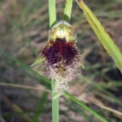 Calochilus platychilus at Canberra Central, ACT - suppressed