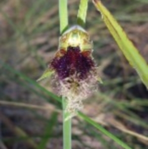 Calochilus platychilus at Canberra Central, ACT - suppressed