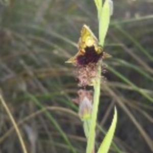 Calochilus platychilus at Canberra Central, ACT - suppressed