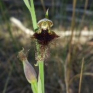 Calochilus platychilus at Canberra Central, ACT - suppressed