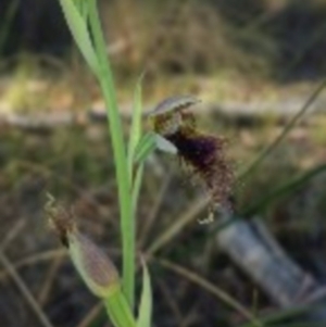 Calochilus platychilus at Canberra Central, ACT - suppressed