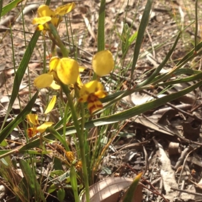 Diuris nigromontana (Black Mountain Leopard Orchid) at Point 114 - 14 Oct 2015 by yarrow