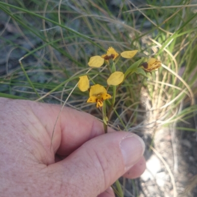 Diuris nigromontana (Black Mountain Leopard Orchid) at Canberra Central, ACT - 13 Oct 2015 by gregbaines