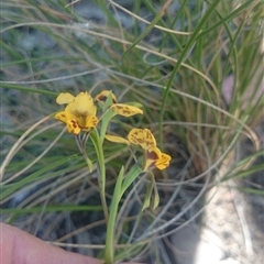 Diuris nigromontana at Point 4242 - suppressed