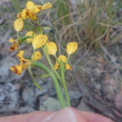 Diuris nigromontana (Black Mountain Leopard Orchid) at Canberra Central, ACT - 13 Oct 2015 by gregbaines