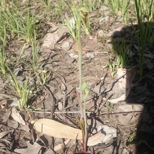 Calochilus montanus at Point 4242 - suppressed