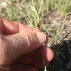 Calochilus montanus at Point 4242 - suppressed