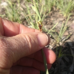 Calochilus montanus at Point 4242 - suppressed