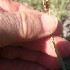 Calochilus montanus at Point 4242 - suppressed