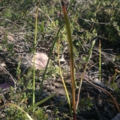 Calochilus montanus (Copper Beard Orchid) at Canberra Central, ACT - 13 Oct 2015 by gregbaines