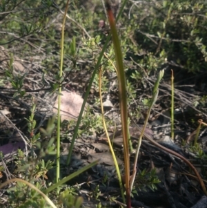 Calochilus montanus at Canberra Central, ACT - suppressed