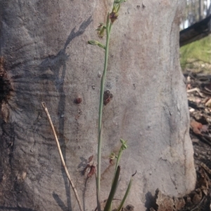 Calochilus montanus at Point 4242 - suppressed