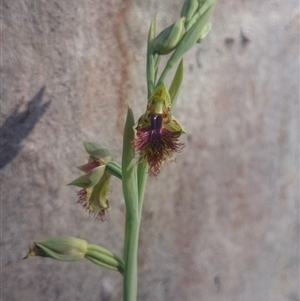 Calochilus montanus at Point 4242 - suppressed