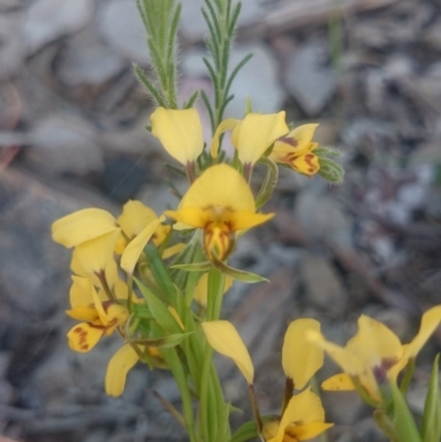 Diuris nigromontana (Black Mountain Leopard Orchid) at Canberra Central, ACT - 13 Oct 2015 by gregbaines