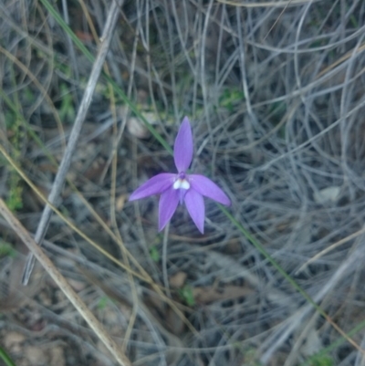 Glossodia major (Wax Lip Orchid) at Canberra Central, ACT - 13 Oct 2015 by gregbaines