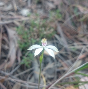 Caladenia moschata at Canberra Central, ACT - 13 Oct 2015
