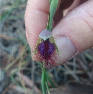 Calochilus platychilus at Point 4855 - suppressed