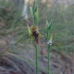 Calochilus platychilus at Point 4855 - suppressed