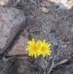 Microseris walteri at Coree, ACT - 9 Oct 2015