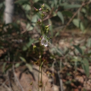 Drosera auriculata at Coree, ACT - 9 Oct 2015