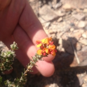 Dillwynia sericea at Coree, ACT - 9 Oct 2015