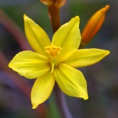 Bulbine bulbosa (Golden Lily) at Belconnen, ACT - 13 Oct 2015 by NathanaelC