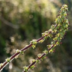 Acaena echinata - 14 Oct 2015 by NathanaelC