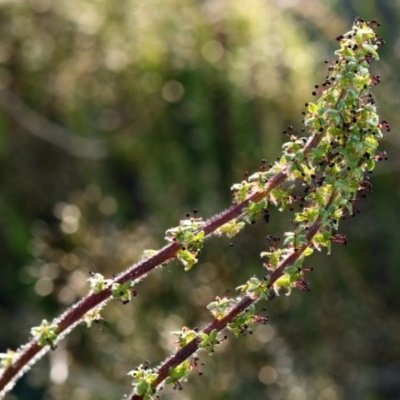 Acaena echinata - 14 Oct 2015 by NathanaelC