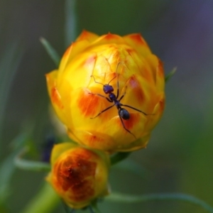 Xerochrysum viscosum at Belconnen, ACT - 14 Oct 2015